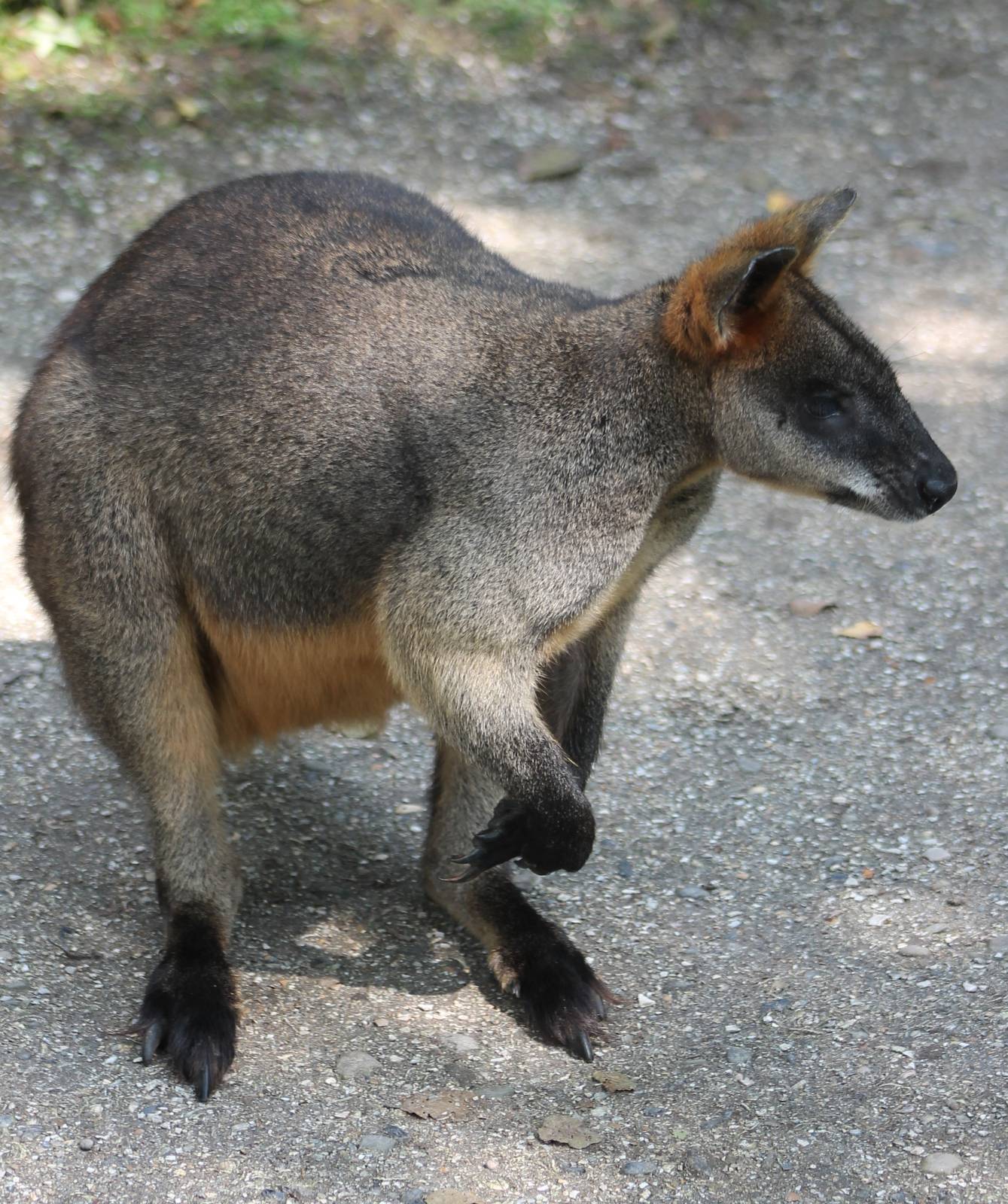 Swamp wallaby