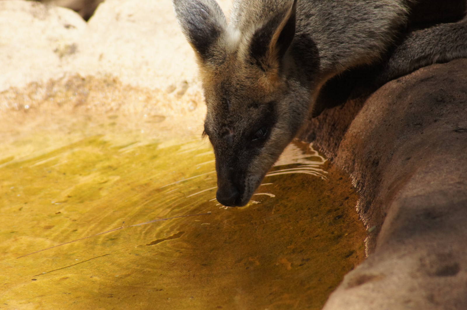 Swamp wallaby