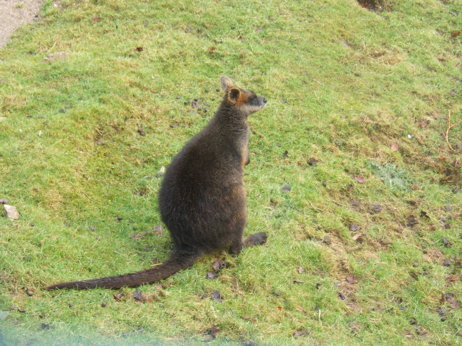 Swamp Wallaby