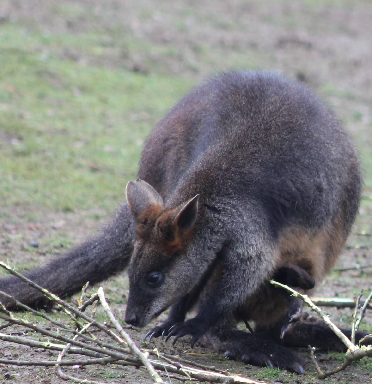 Swamp wallaby