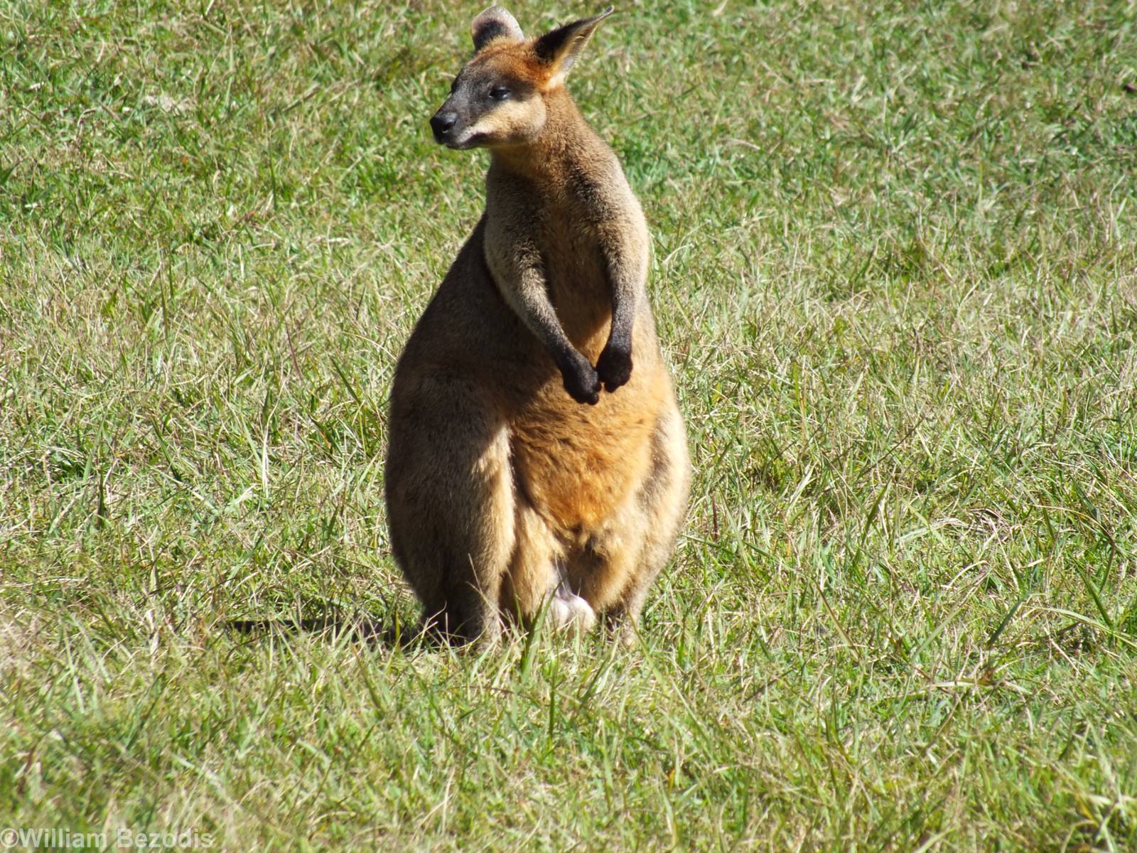 Swamp Wallaby