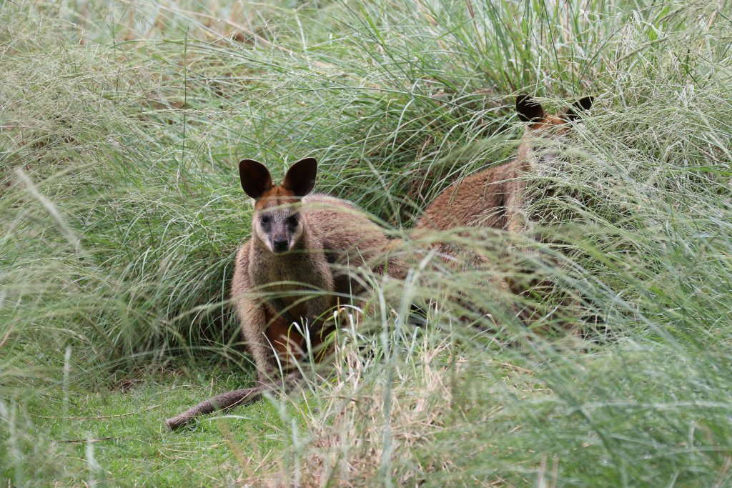 Swamp Wallaby