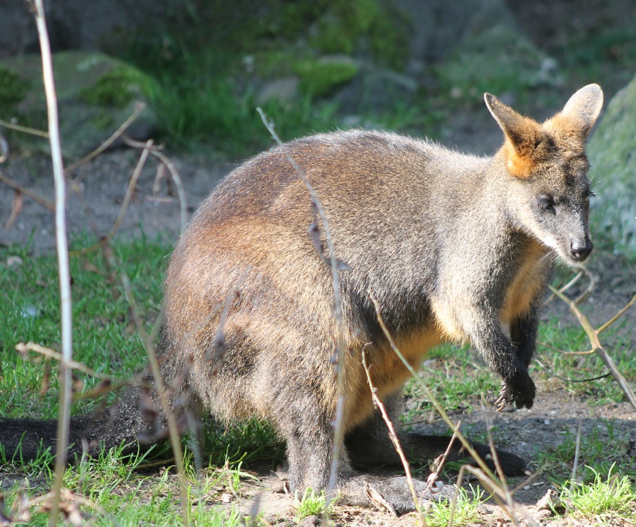Swamp wallaby