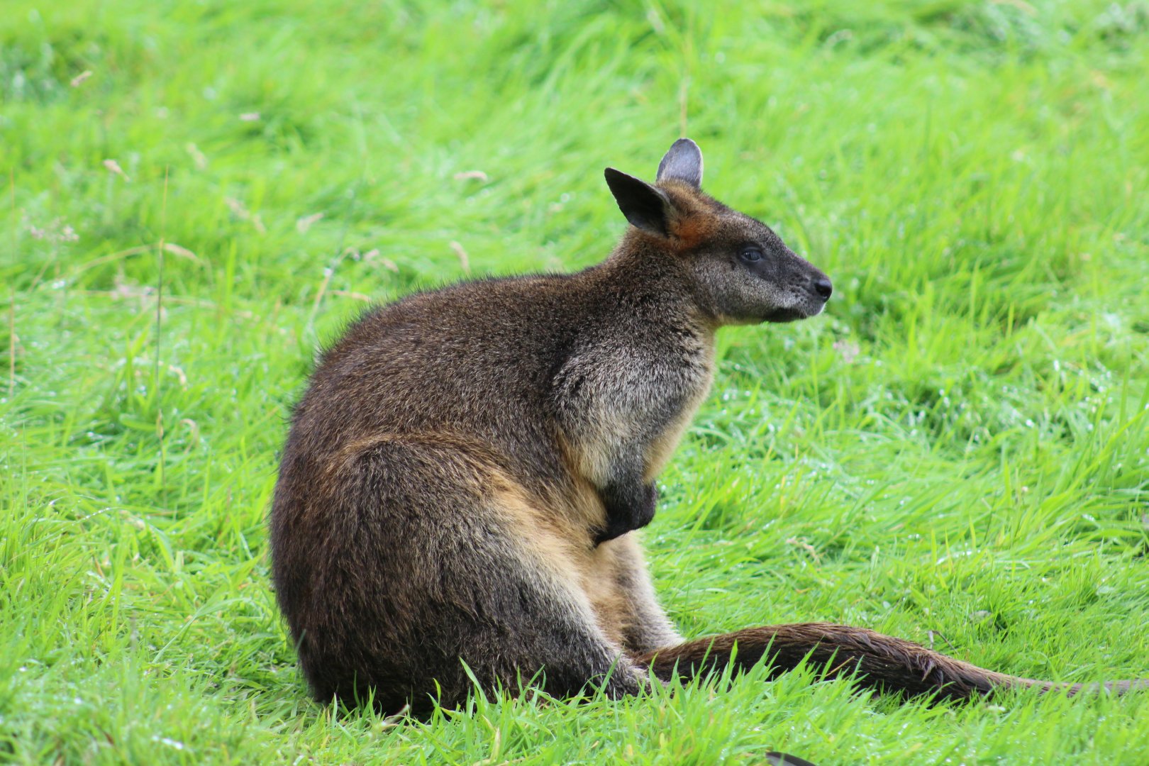 Swamp Wallaby