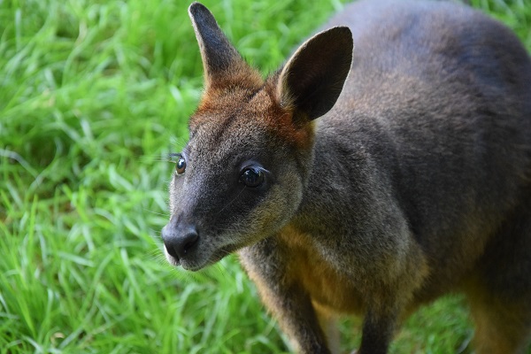 Swamp wallaby