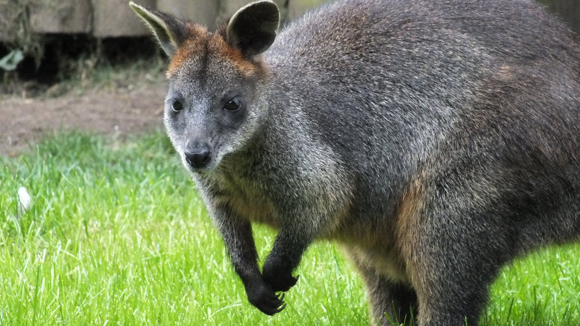 Swamp Wallaby