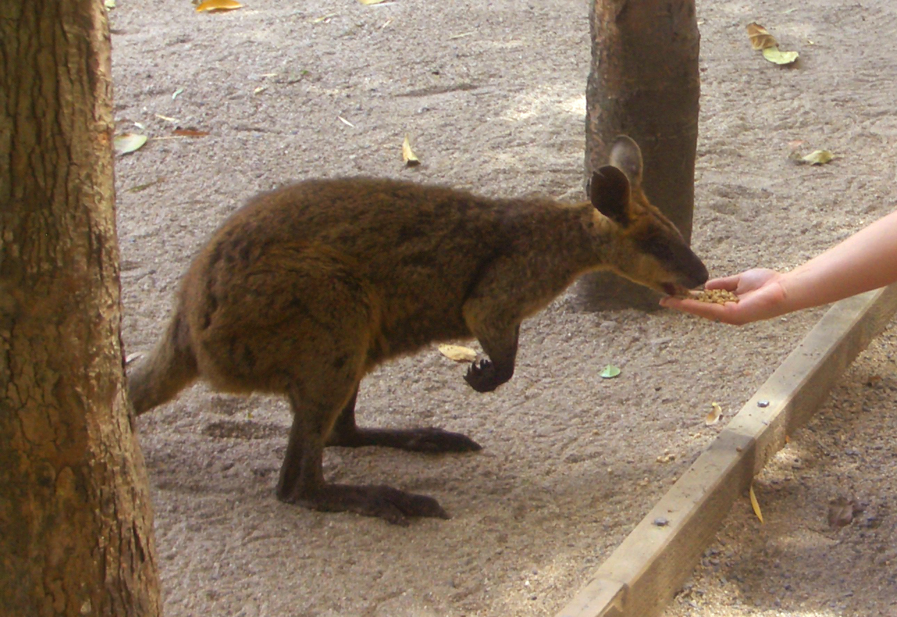Swamp Wallaby