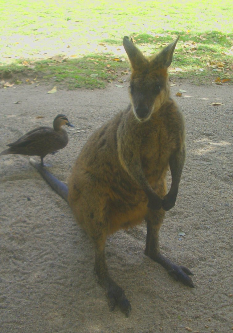 Swamp Wallaby