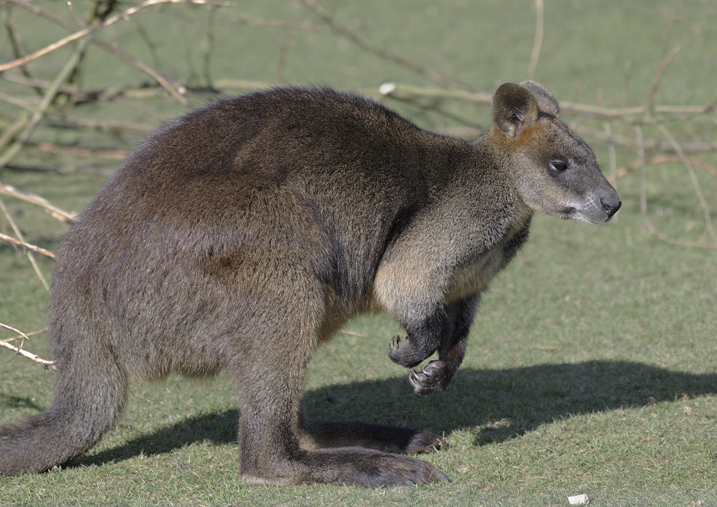 Swamp wallaby