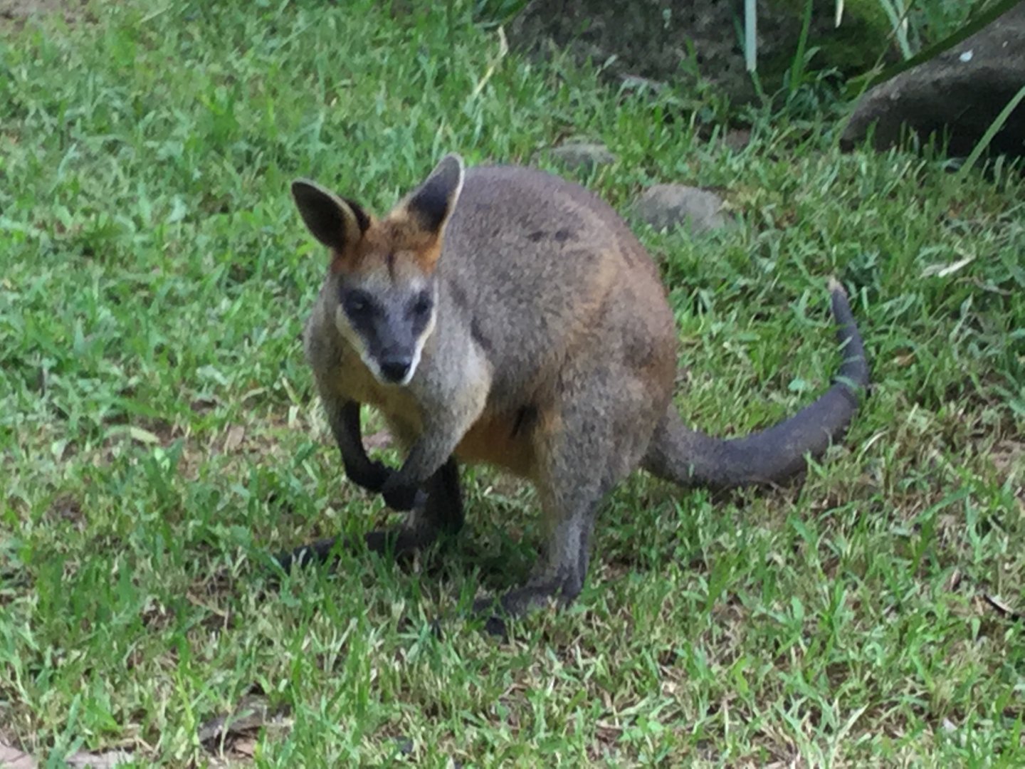 Swamp Wallaby