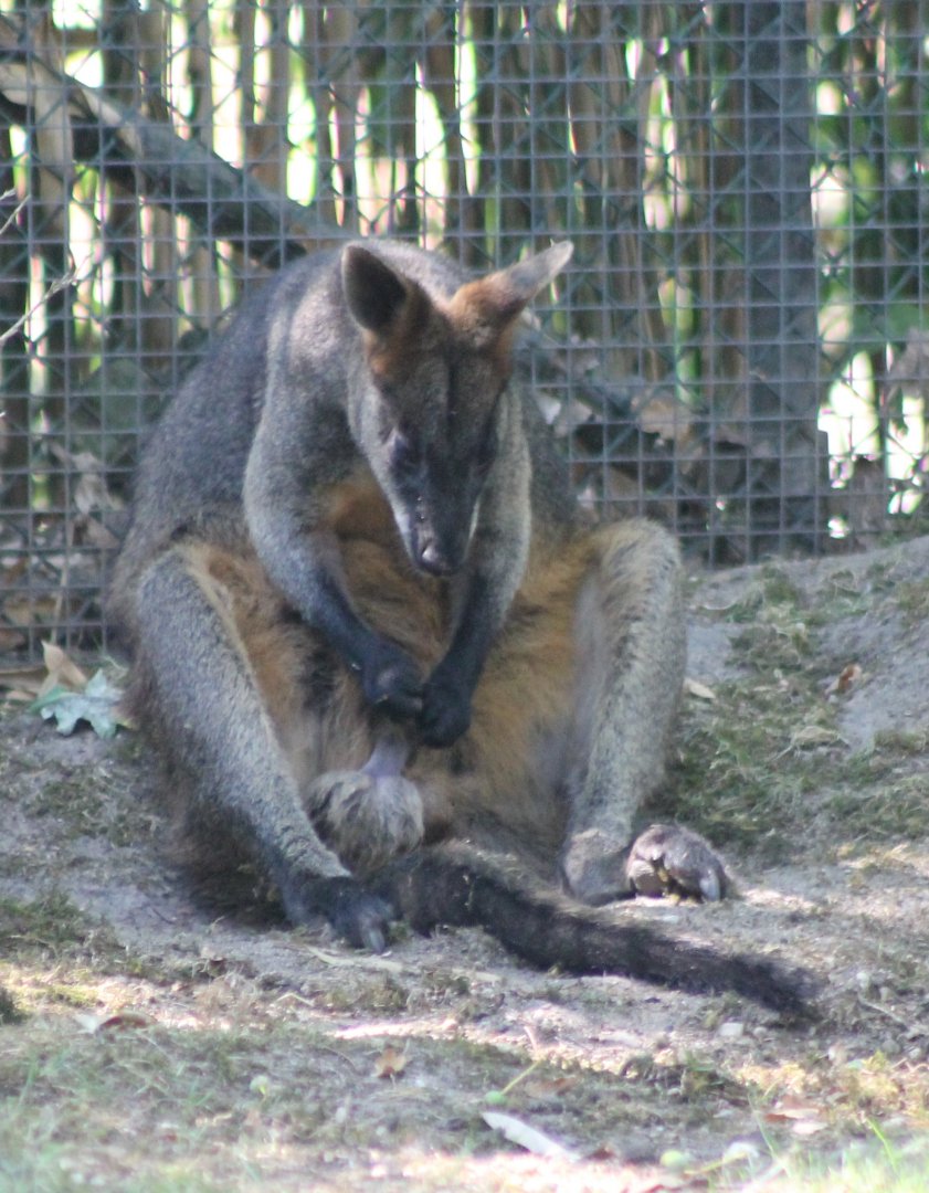 Swamp wallaby