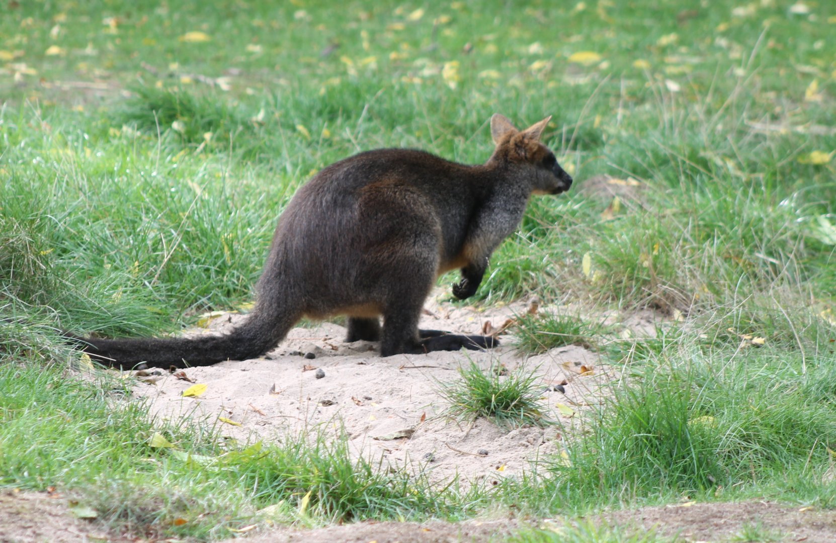 Swamp wallaby