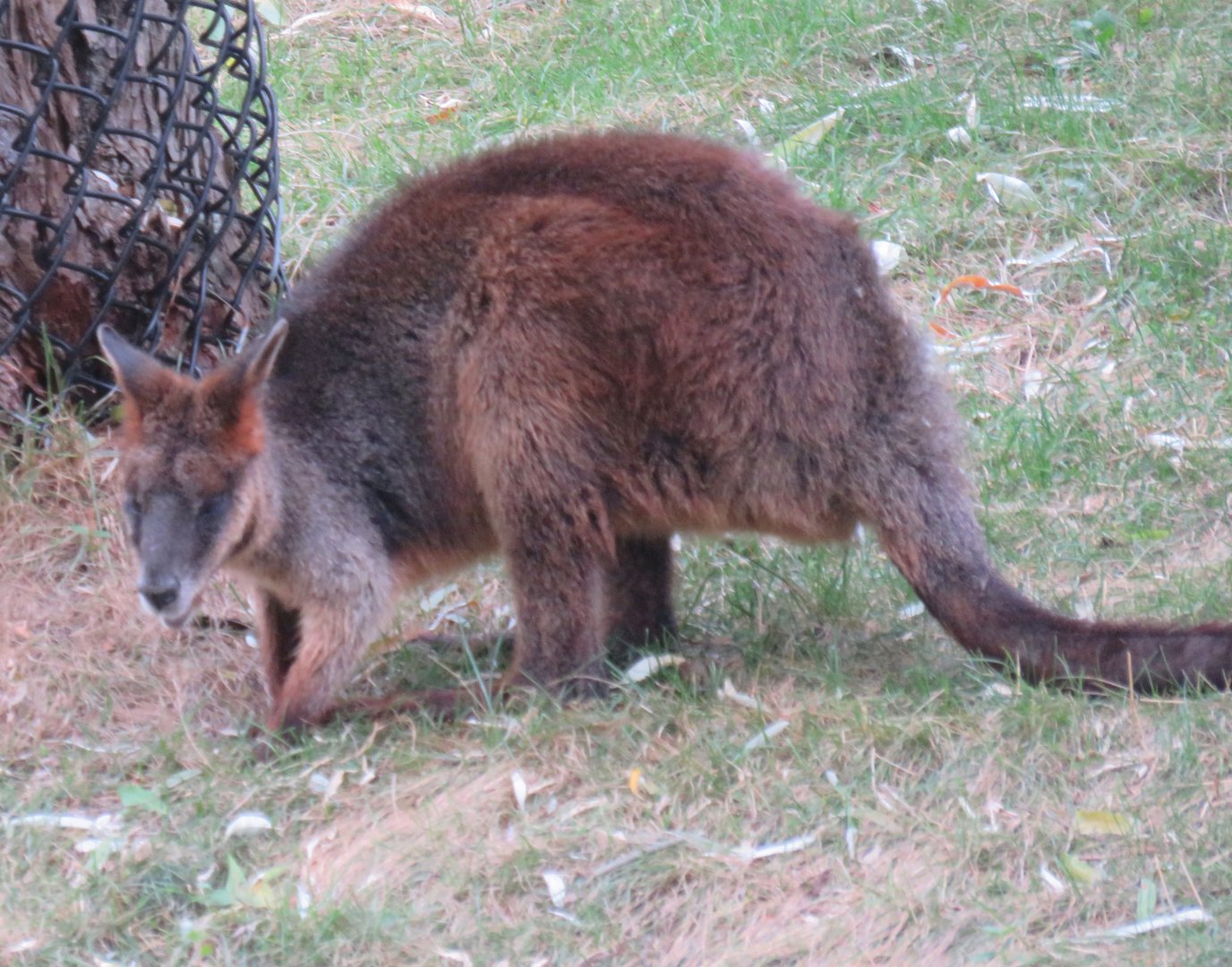 Swamp wallaby