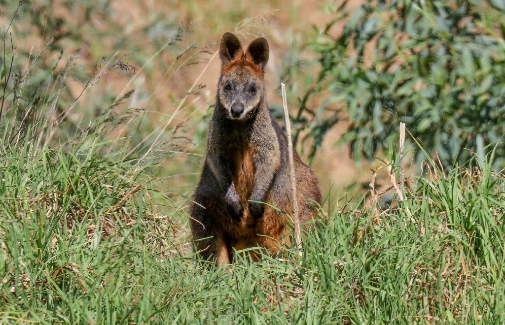 Swamp Wallaby