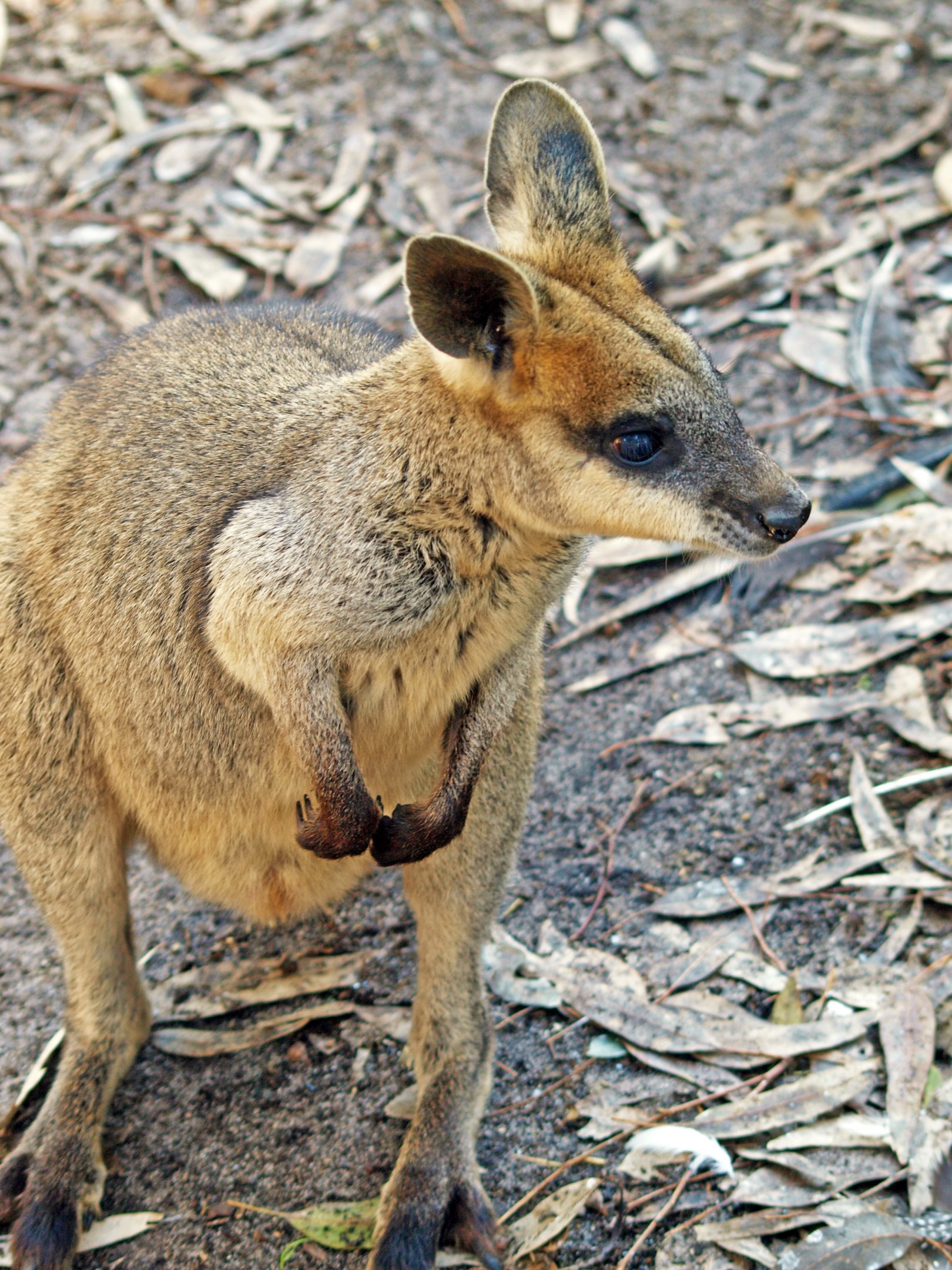 Swamp Wallaby