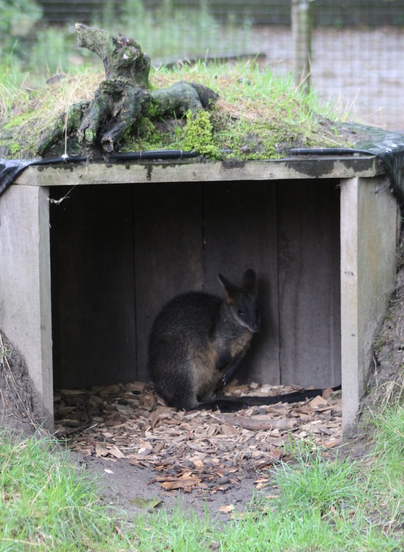 Swamp wallaby