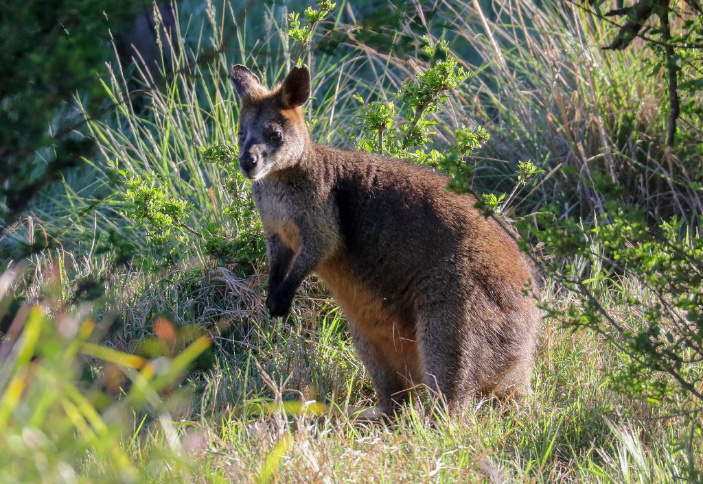 Swamp Wallaby