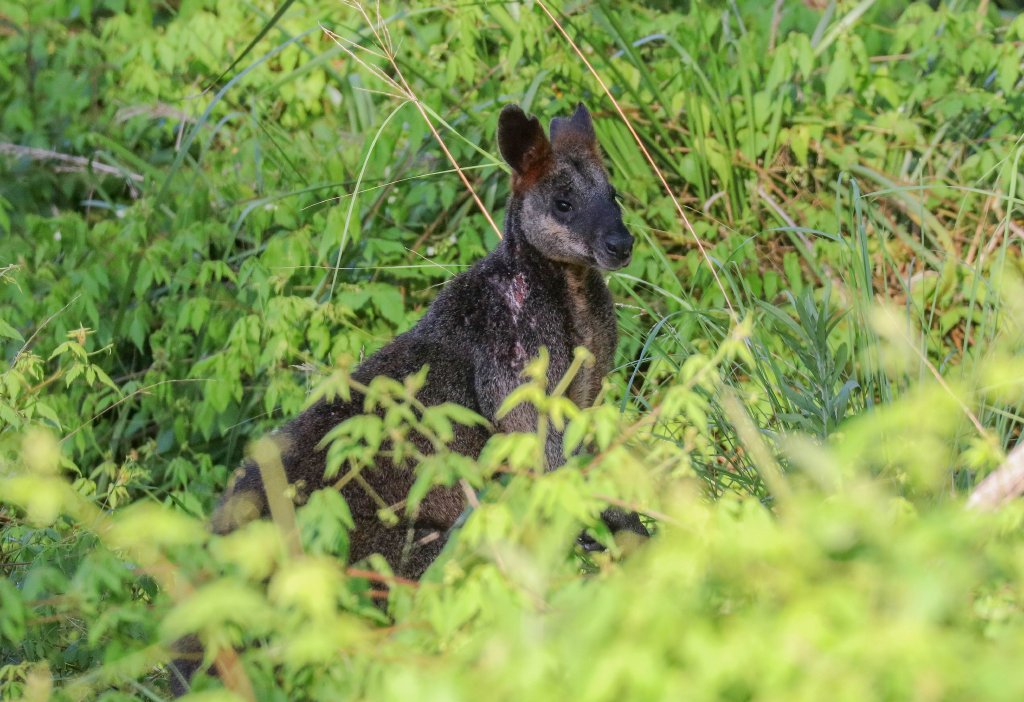 Swamp Wallaby