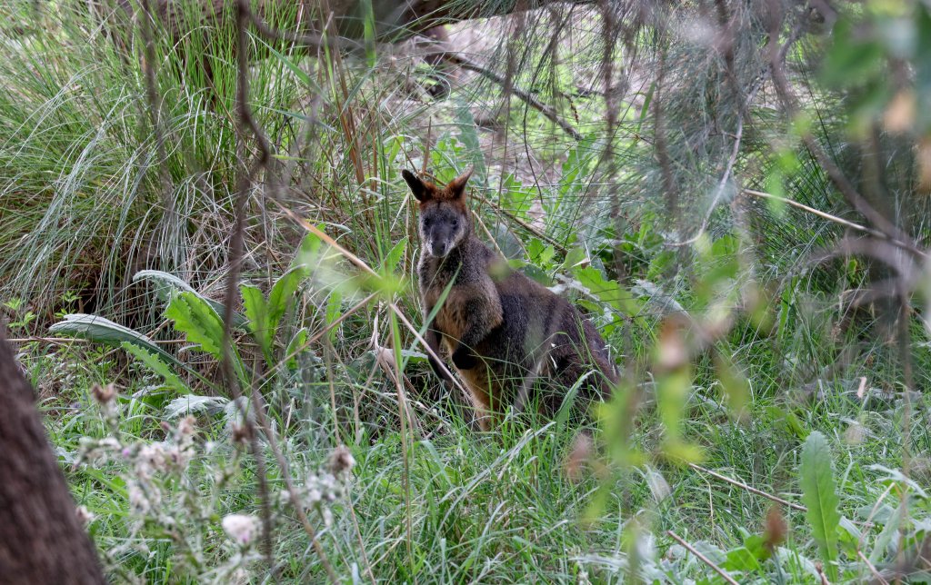 Swamp Wallaby