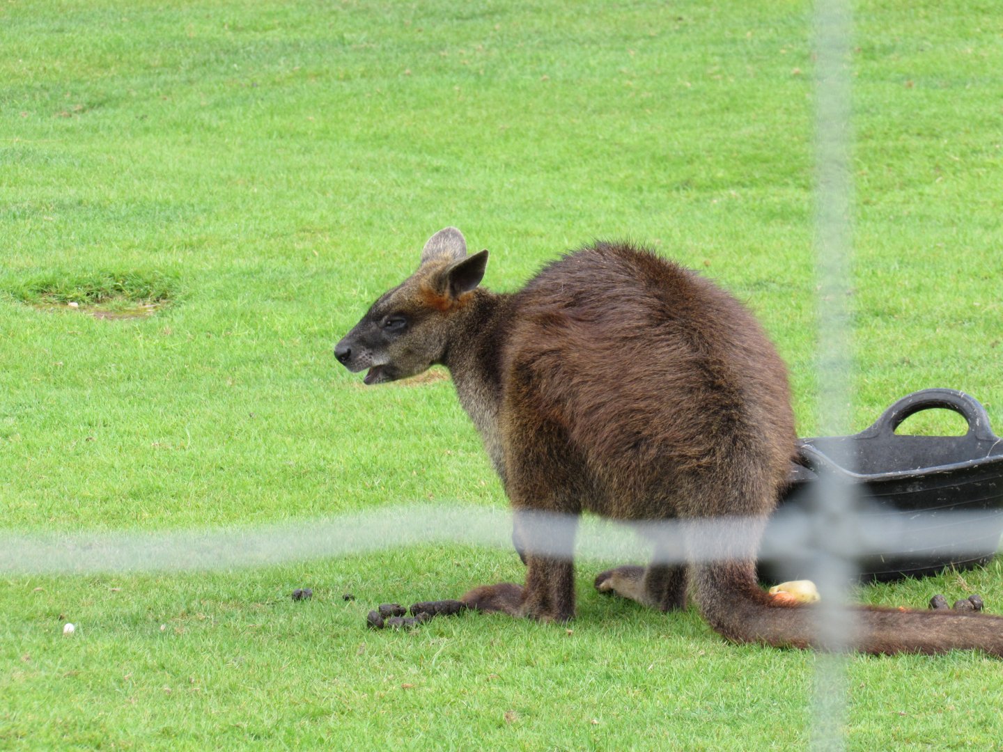 Swamp Wallaby