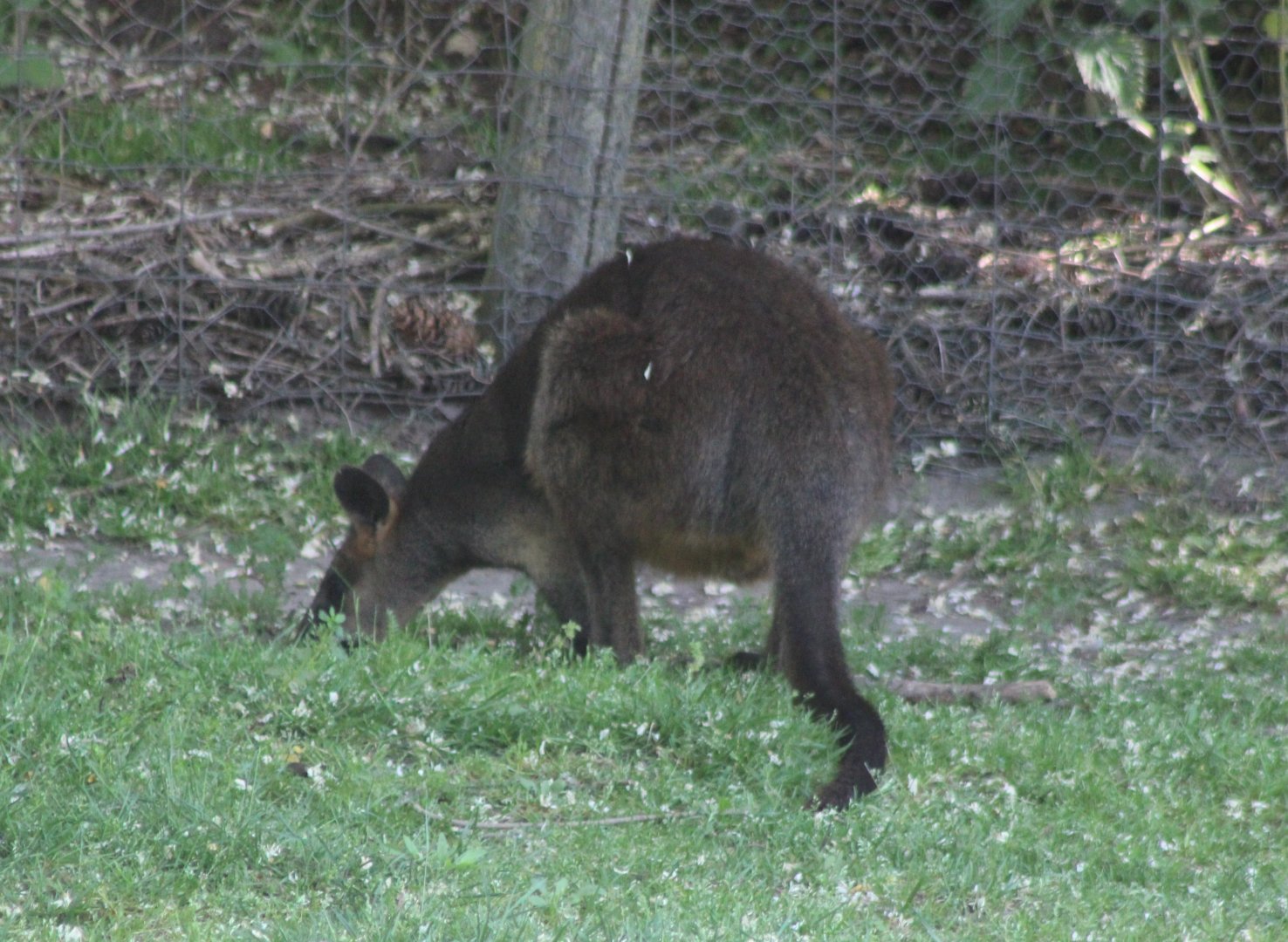 Swamp wallaby