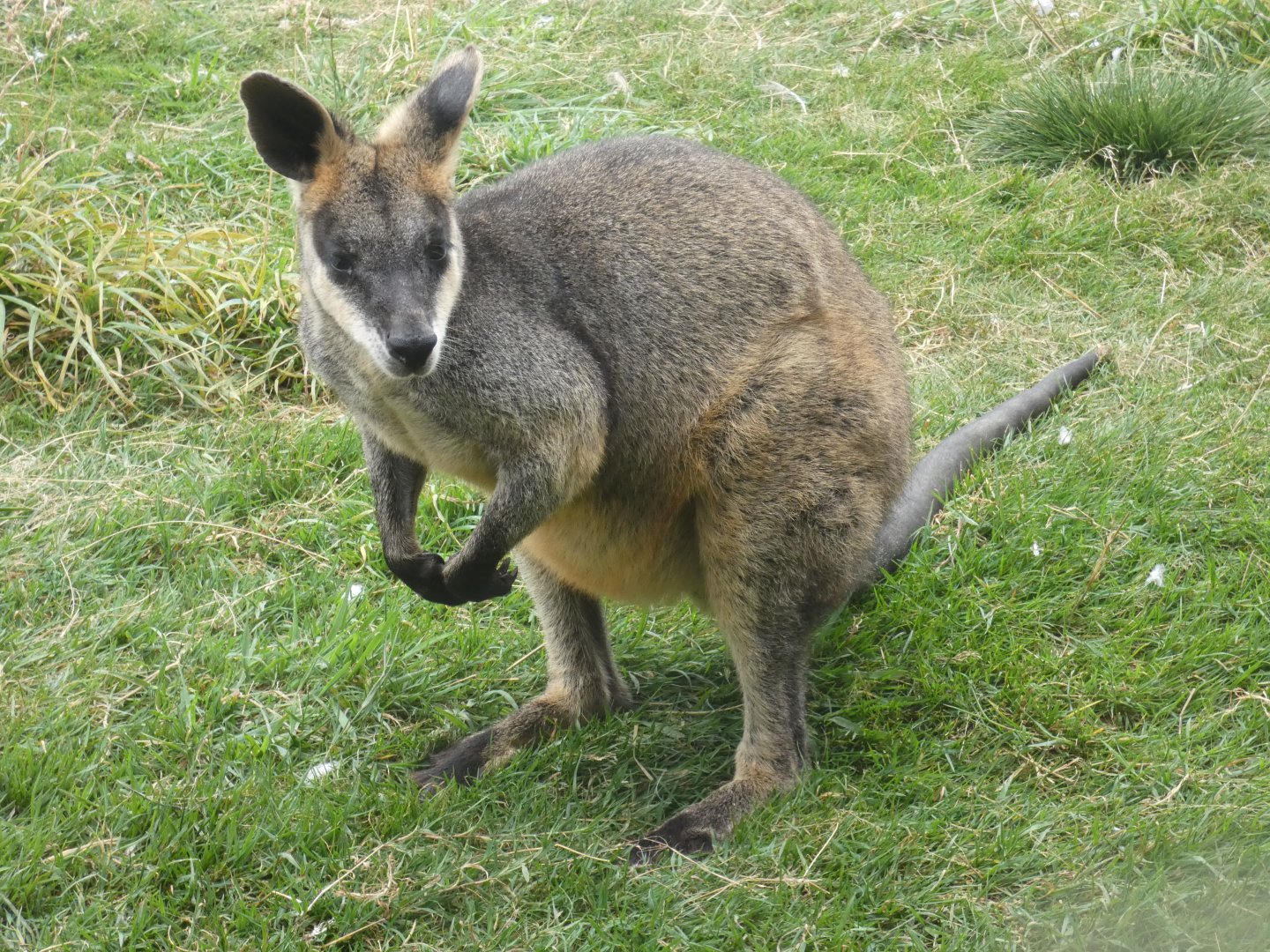 Swamp wallaby