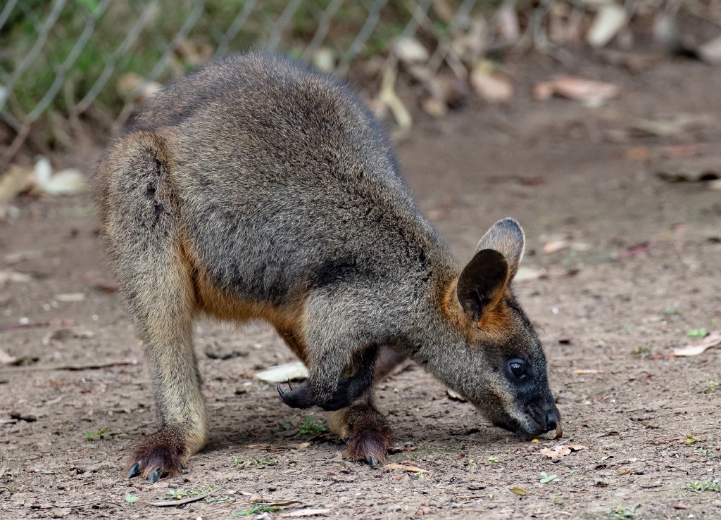 Swamp Wallaby
