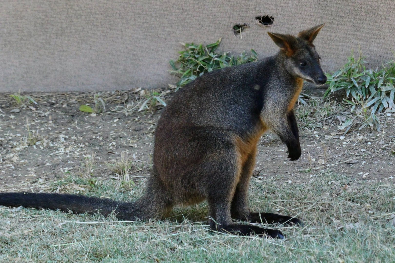 Swamp Wallaby