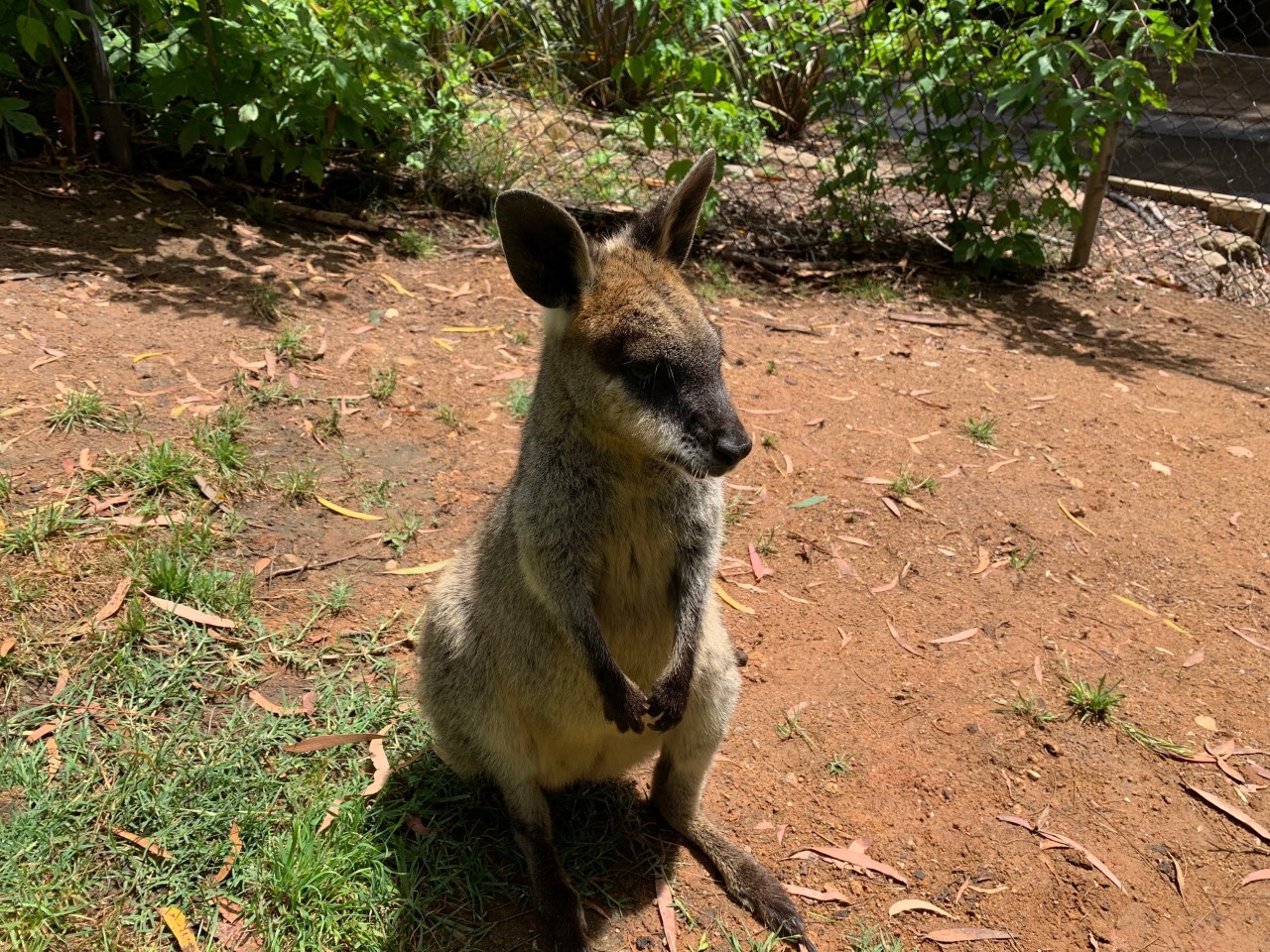 Swamp Wallaby