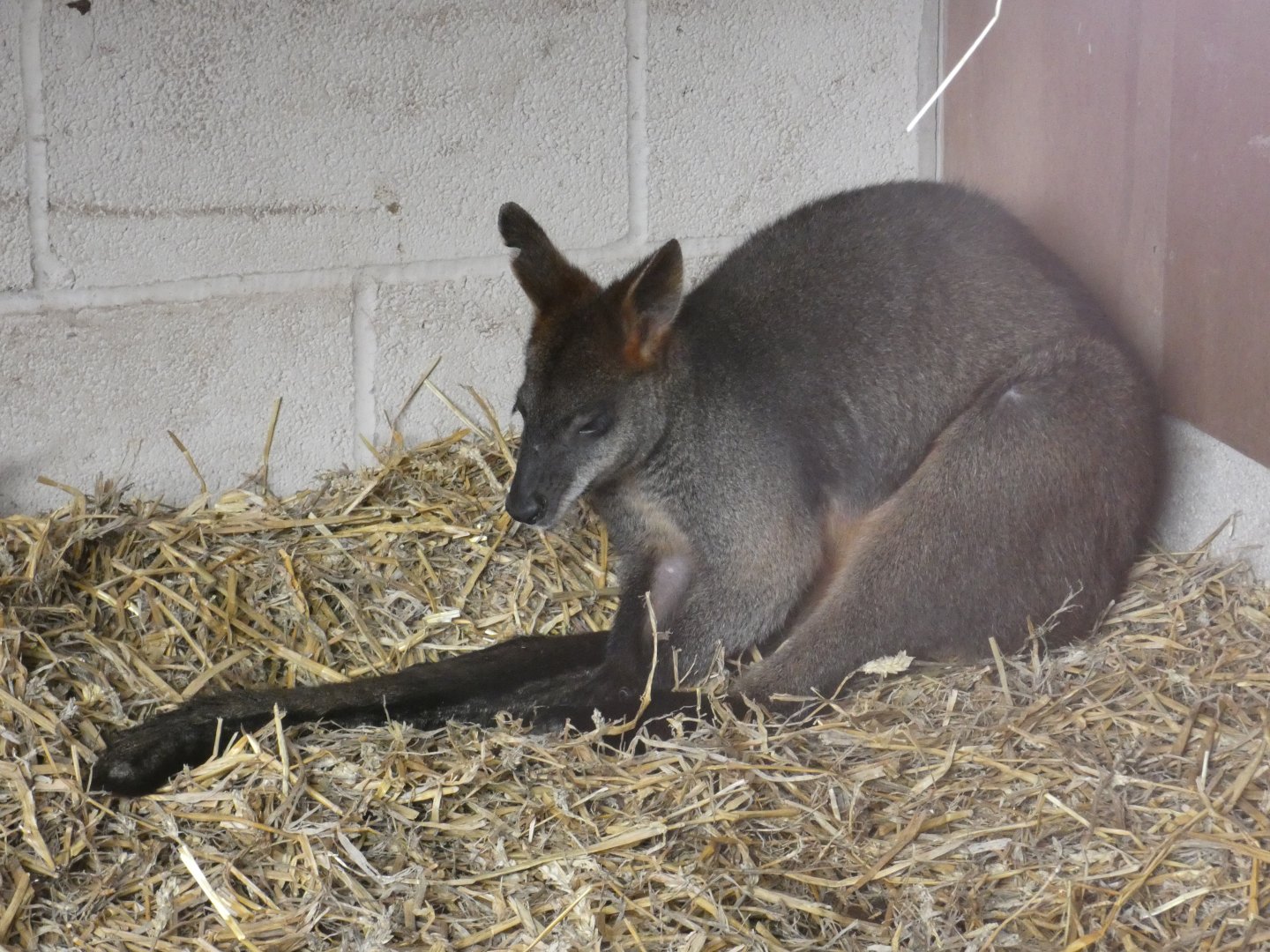 Swamp wallaby