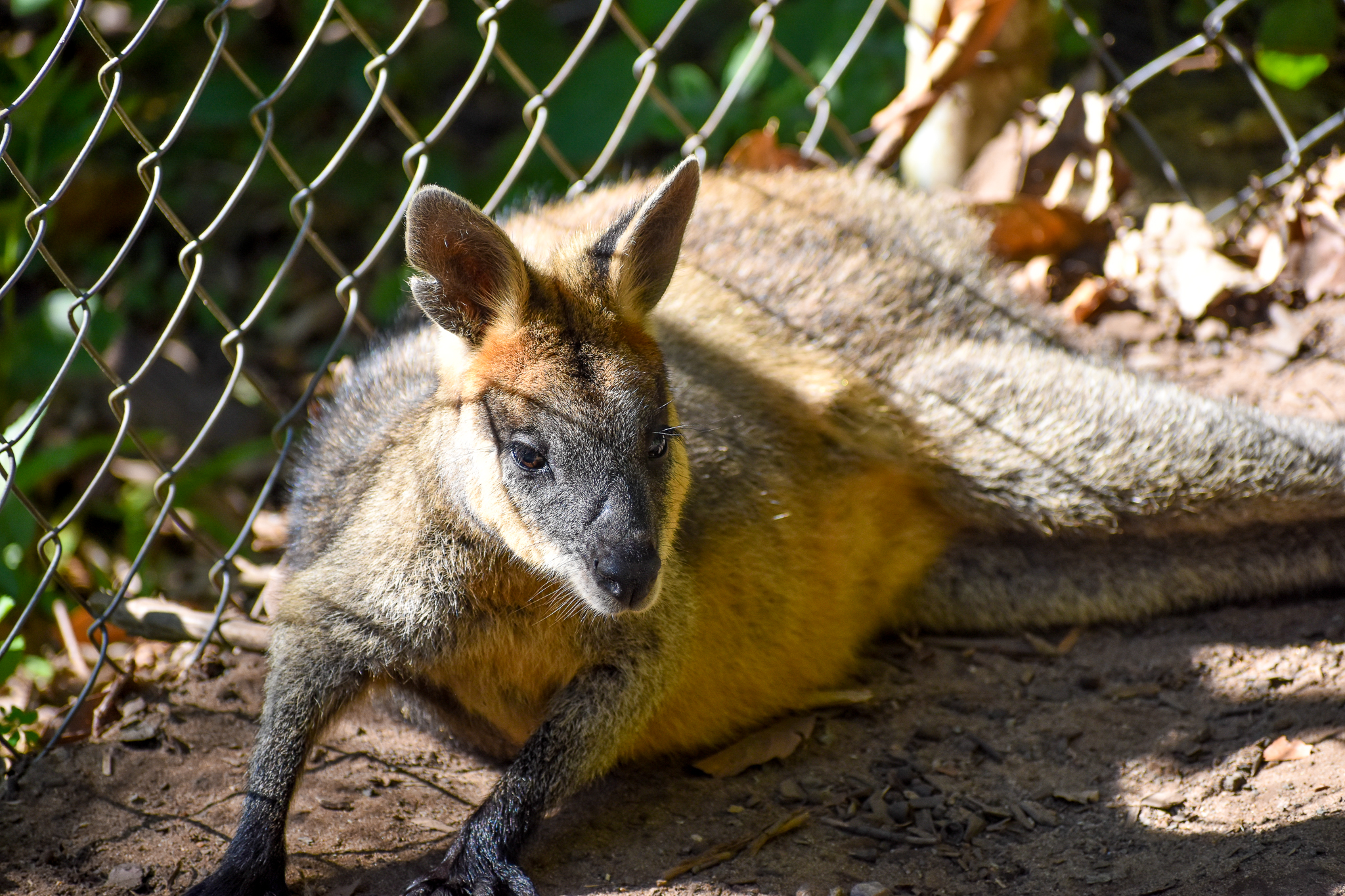 Swamp Wallaby