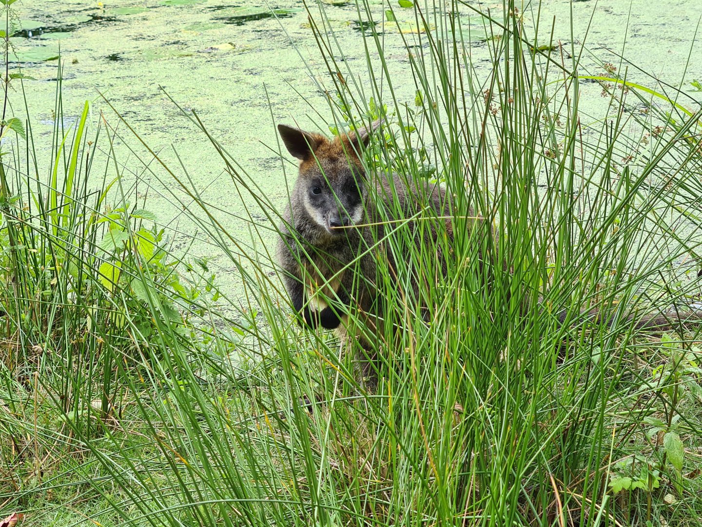 Swamp wallaby