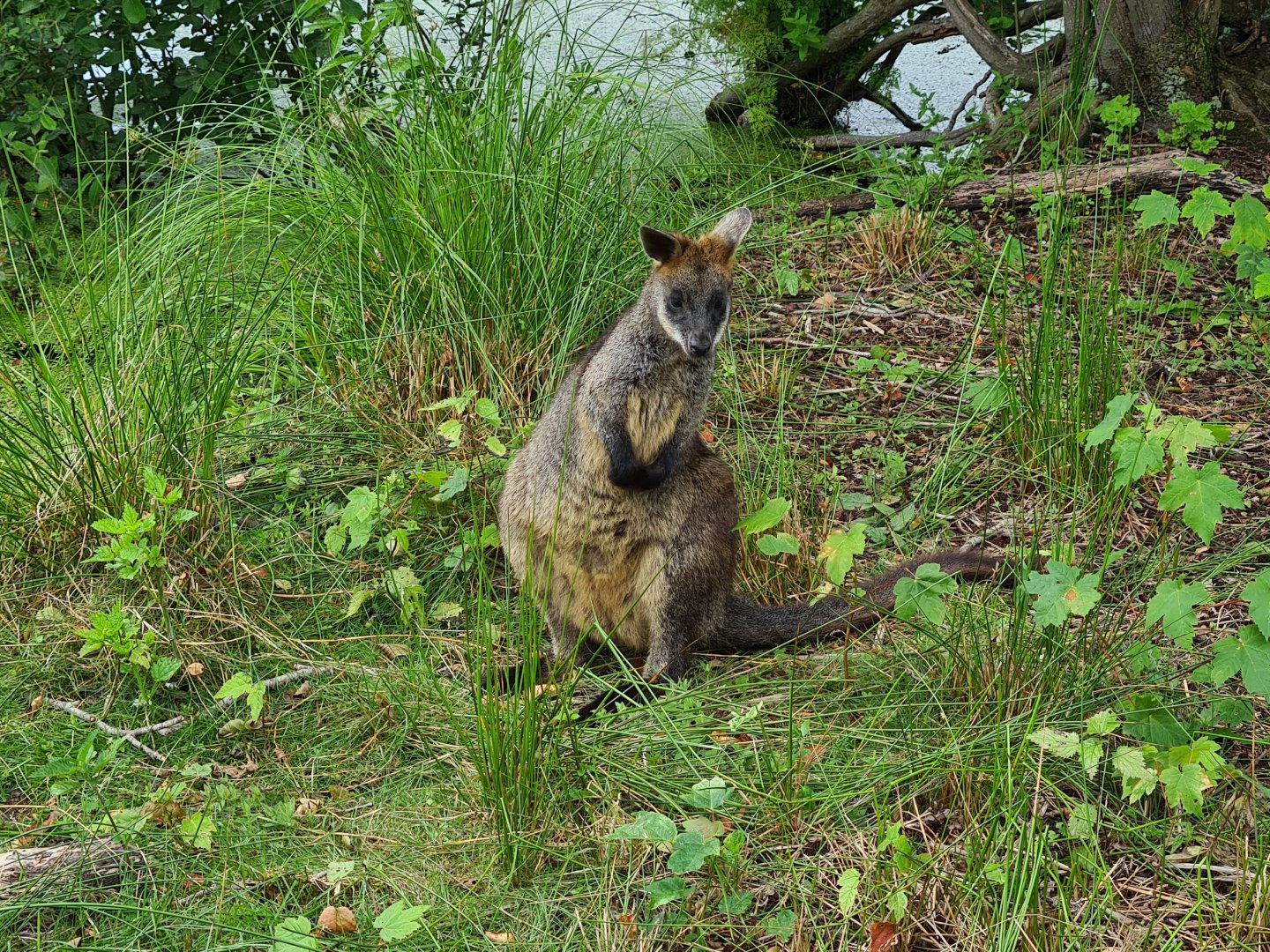 Swamp wallaby