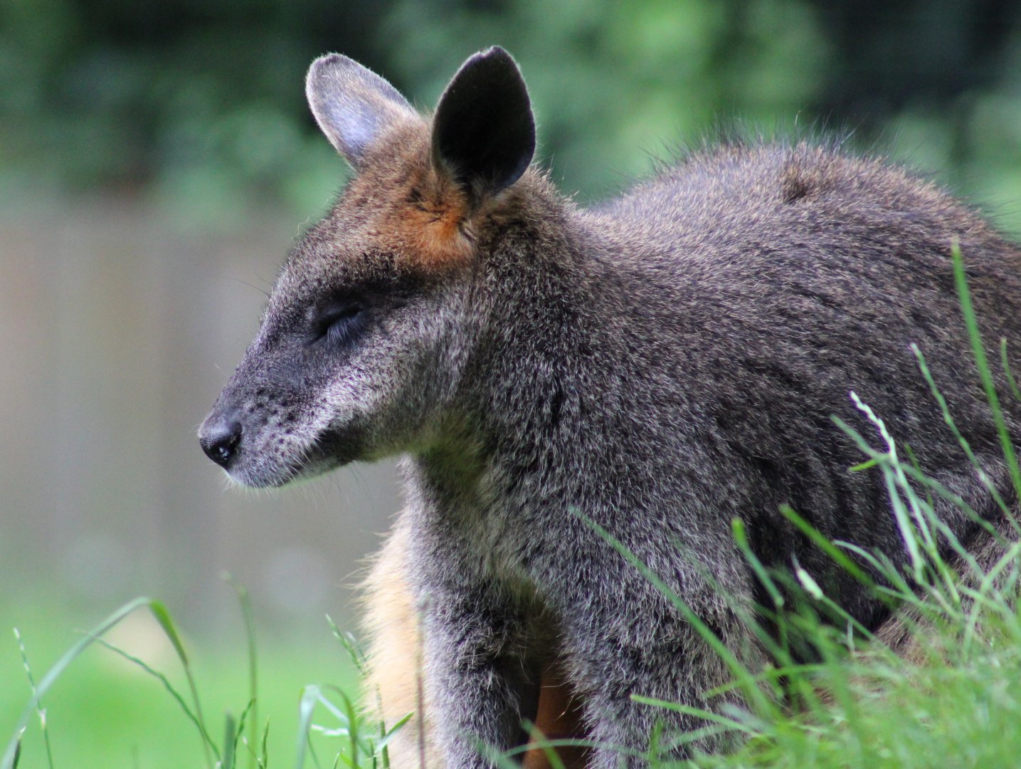 Swamp wallaby