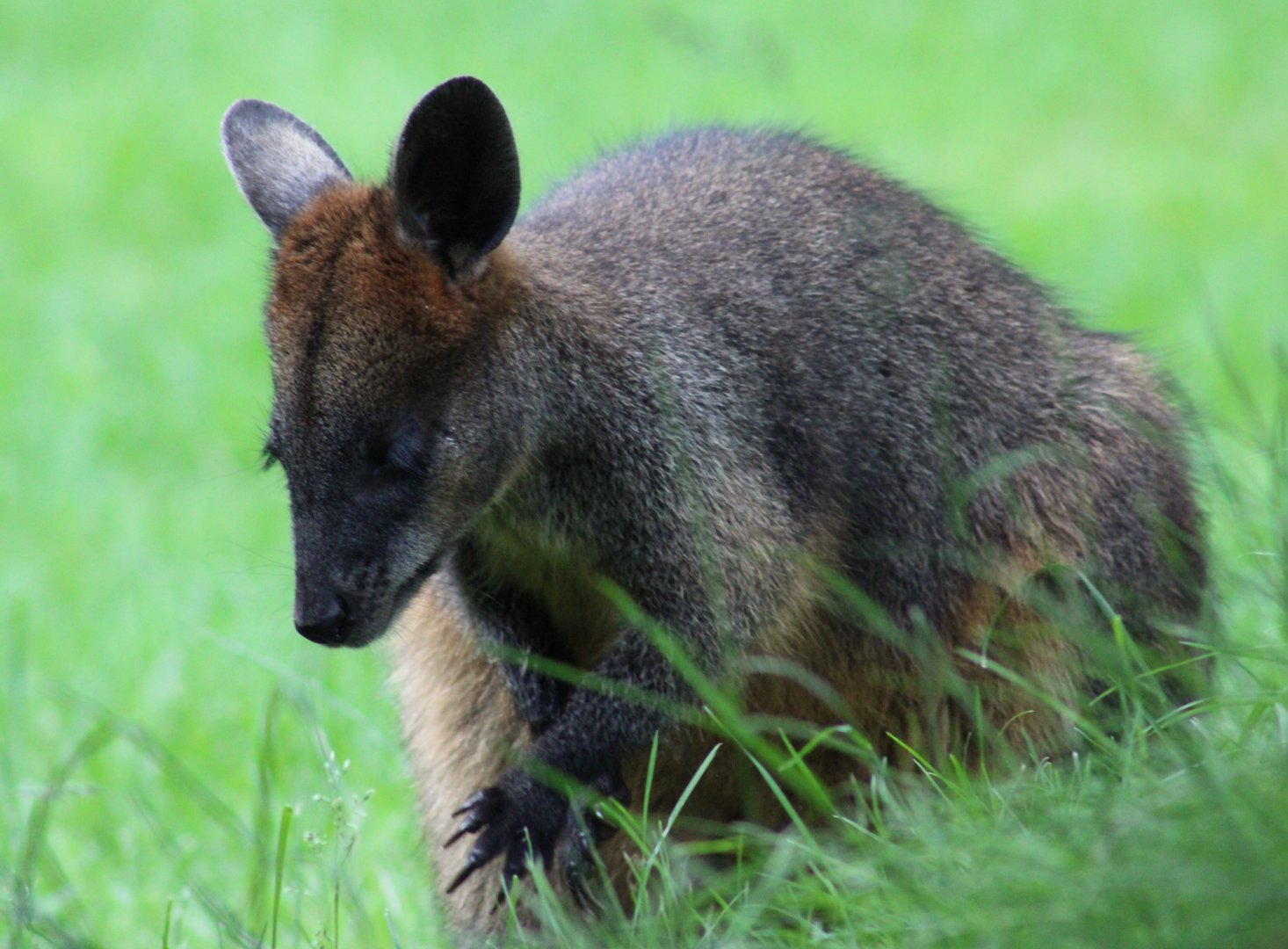 Swamp wallaby