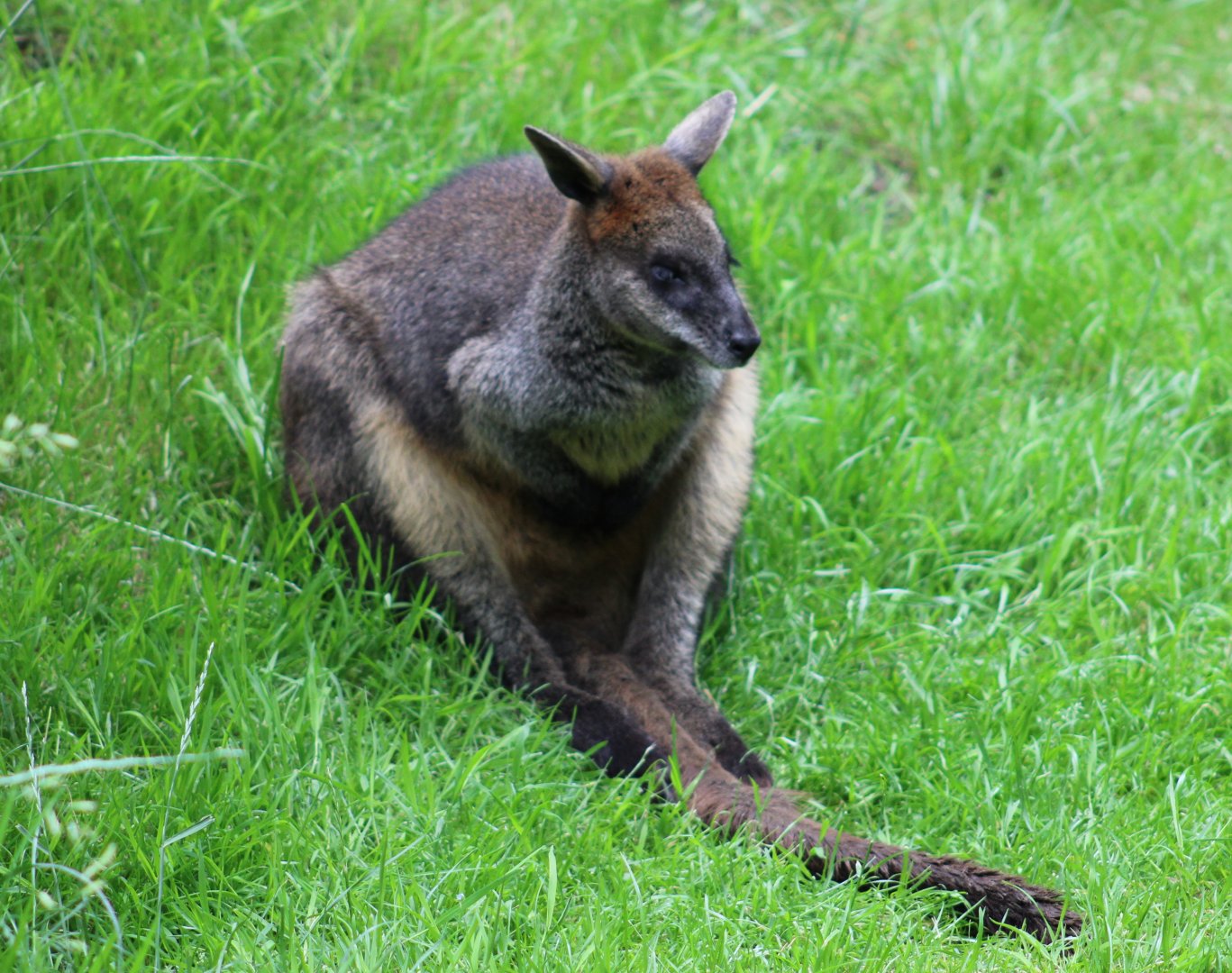 Swamp wallaby