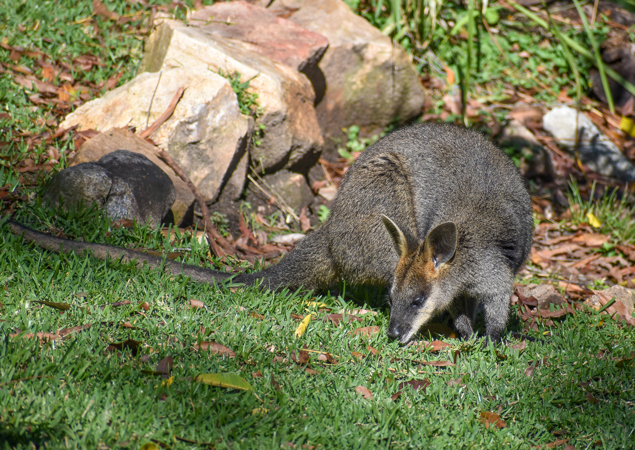 Swamp Wallaby