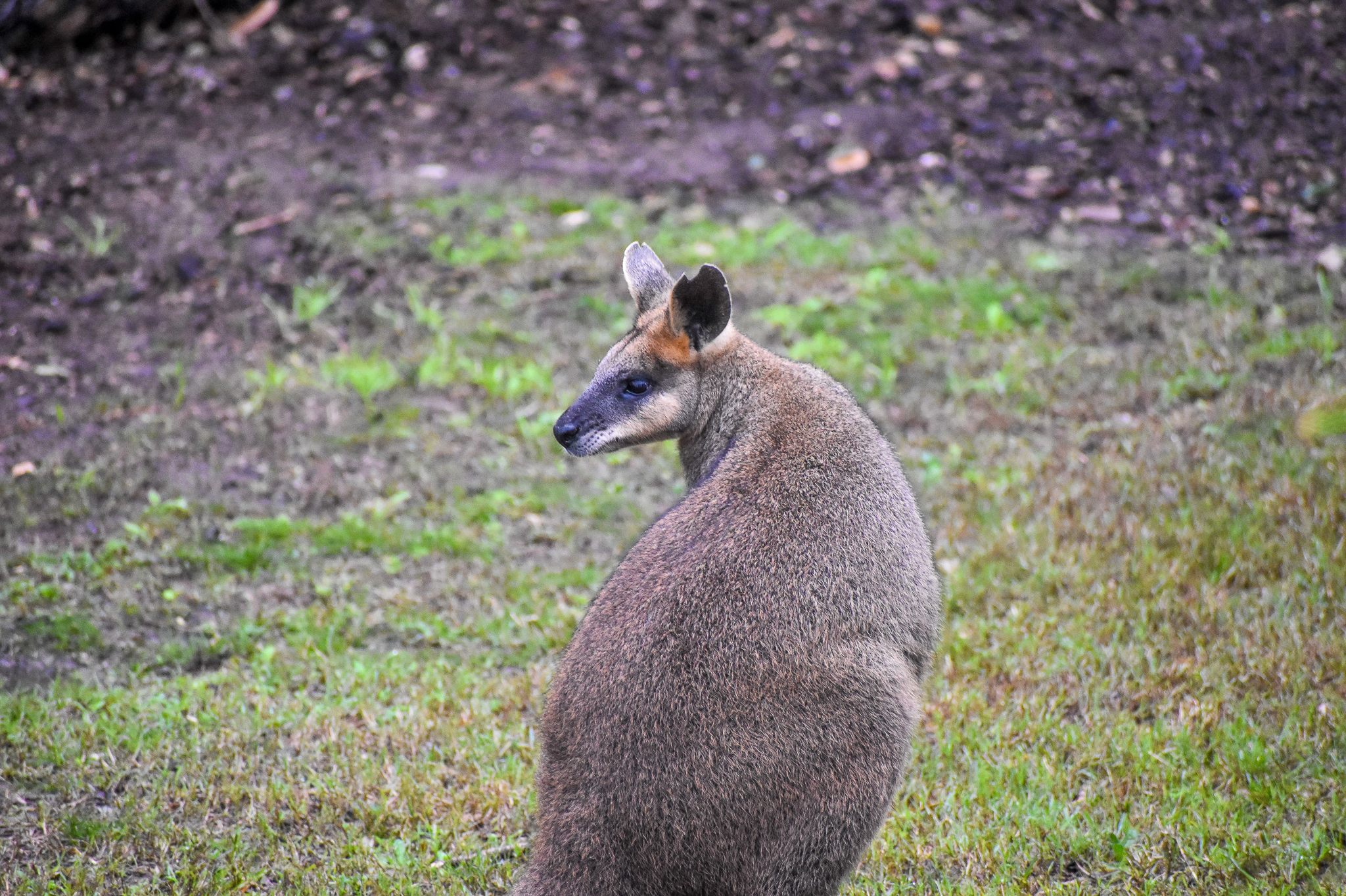 Swamp Wallaby