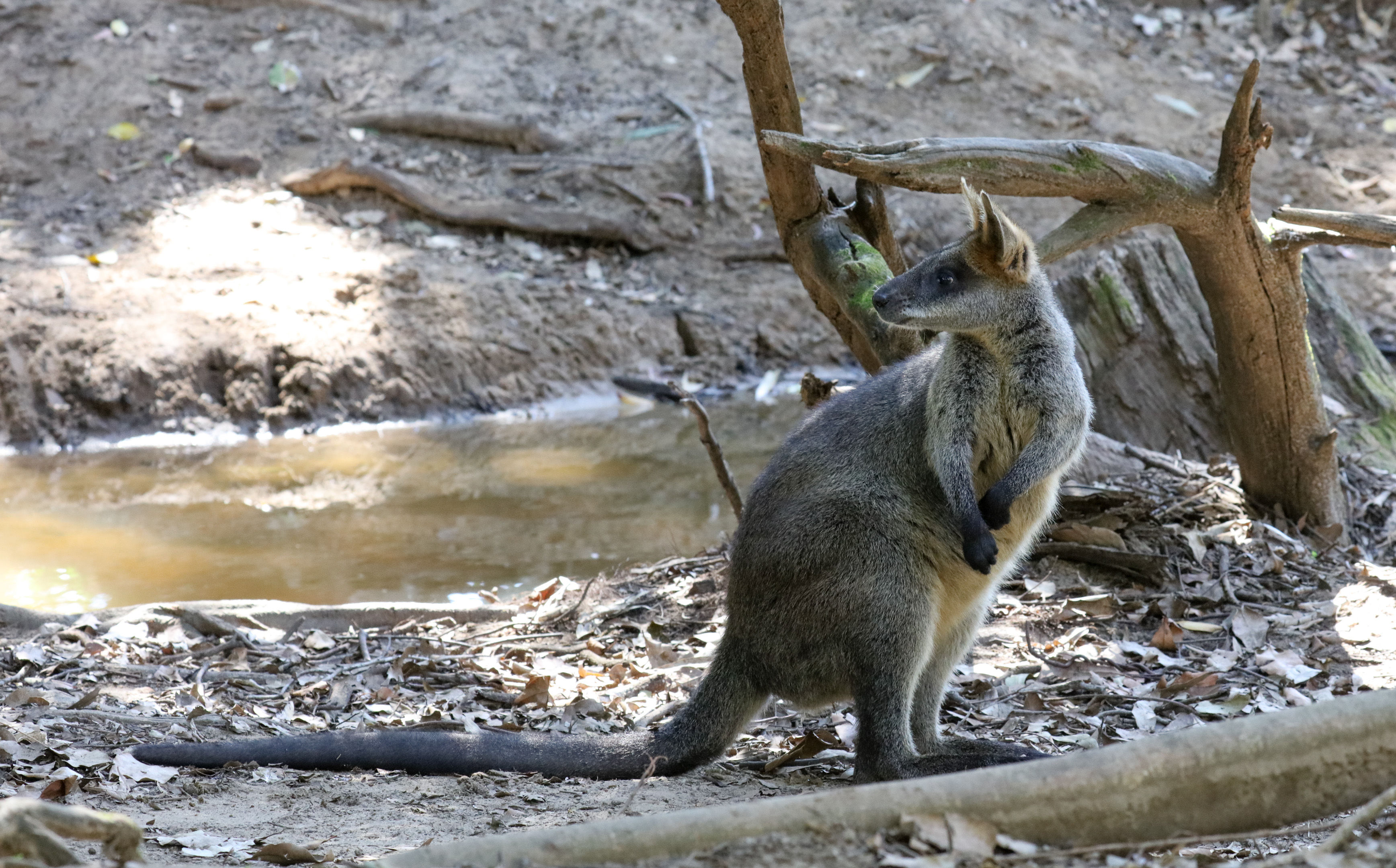 Swamp Wallaby