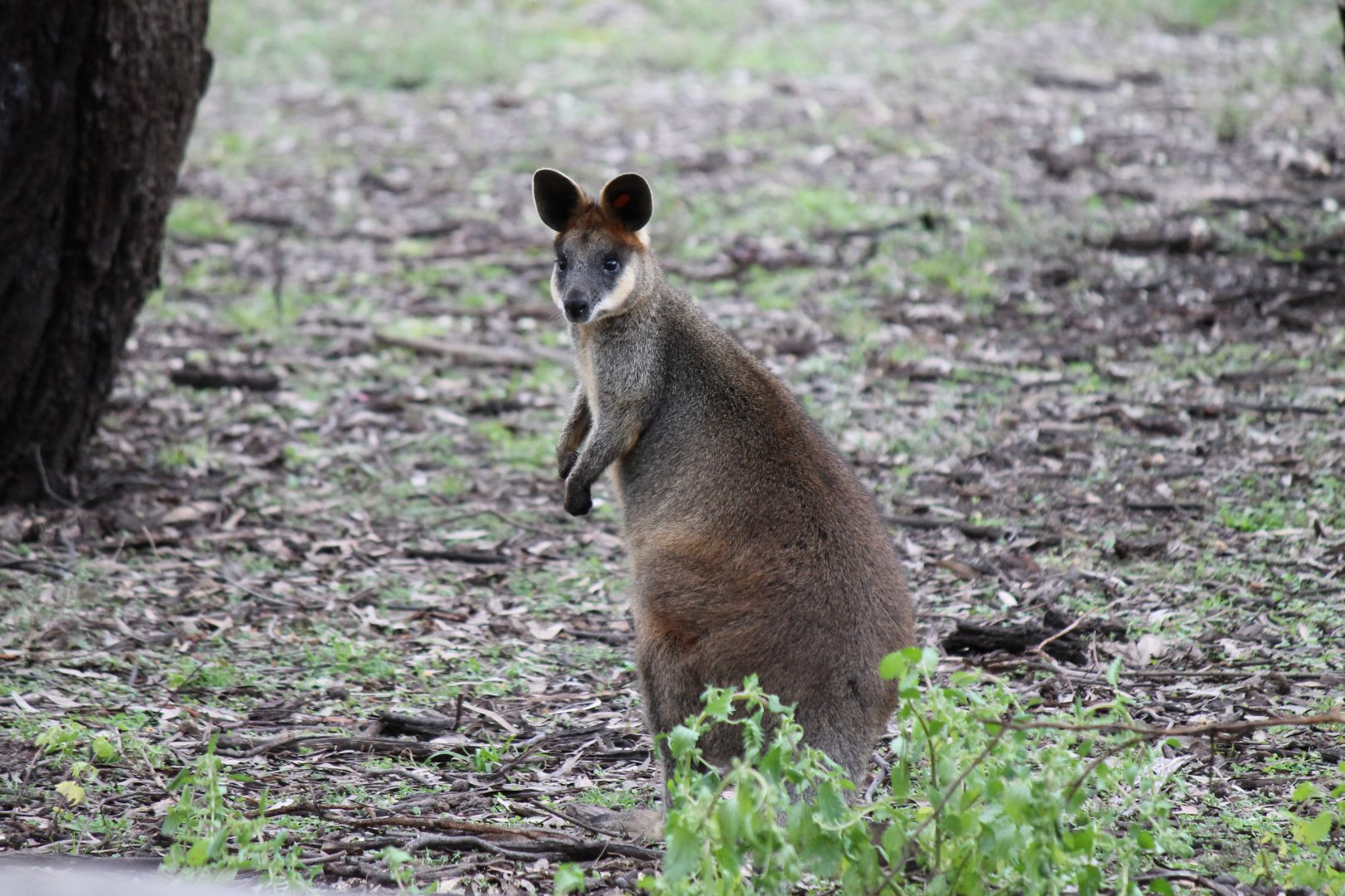 Swamp Wallaby