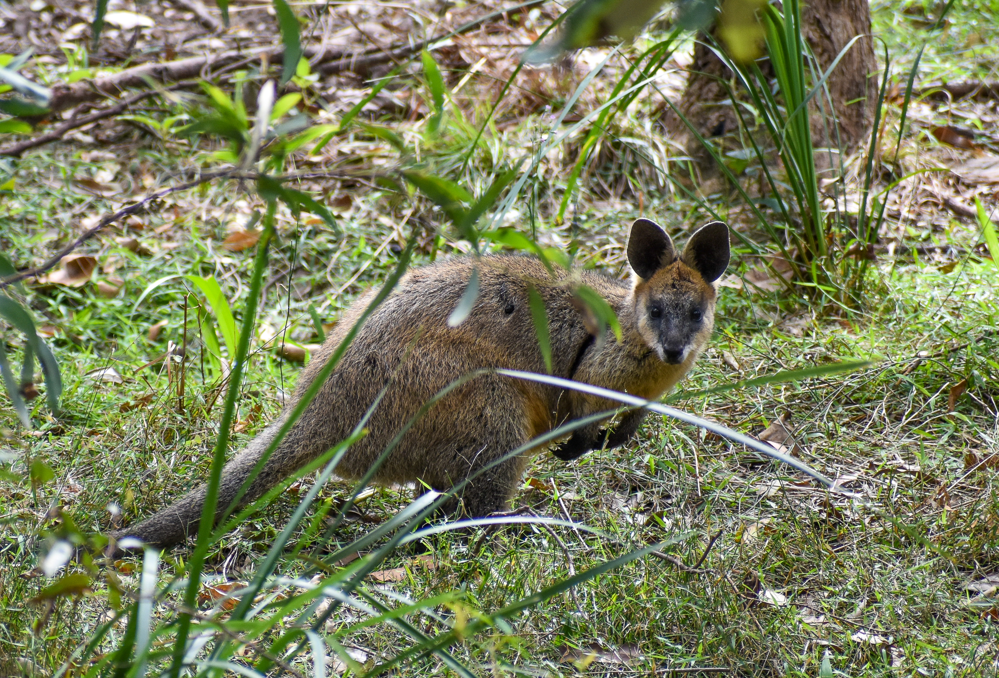 Swamp Wallaby