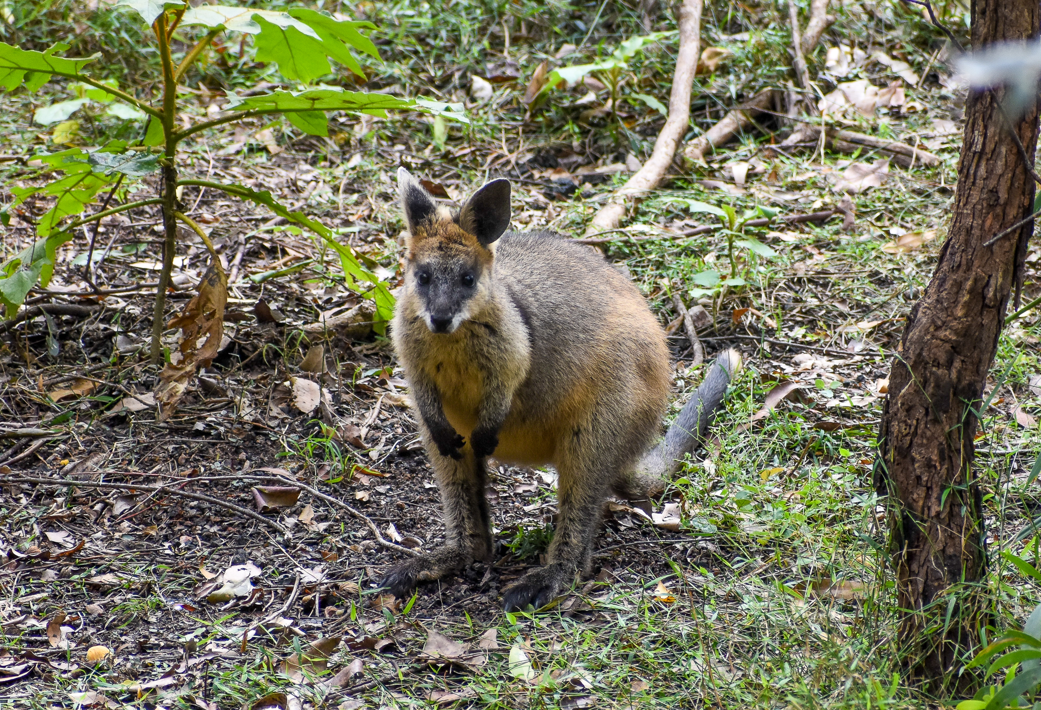 Swamp Wallaby