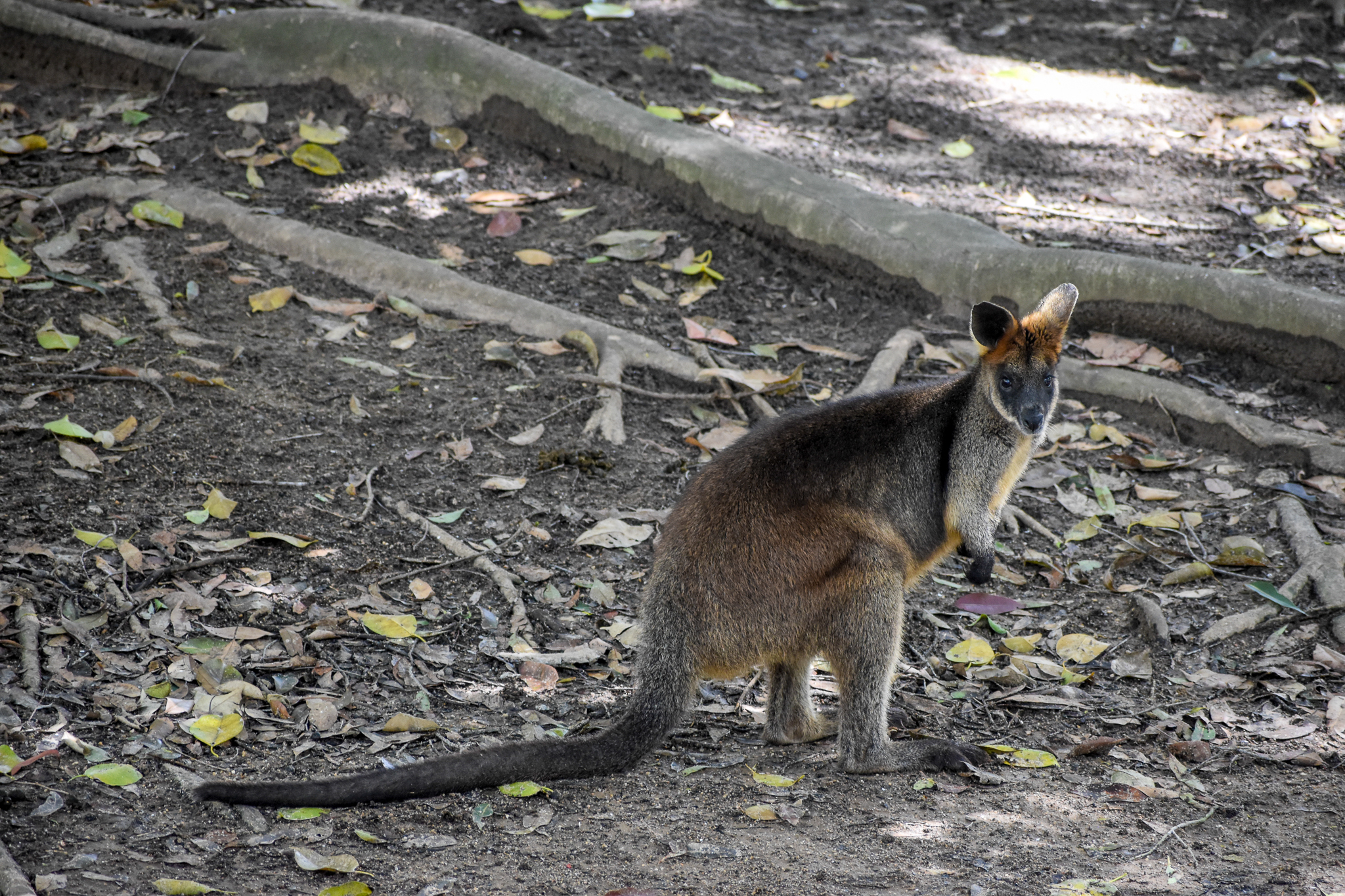 Swamp Wallaby
