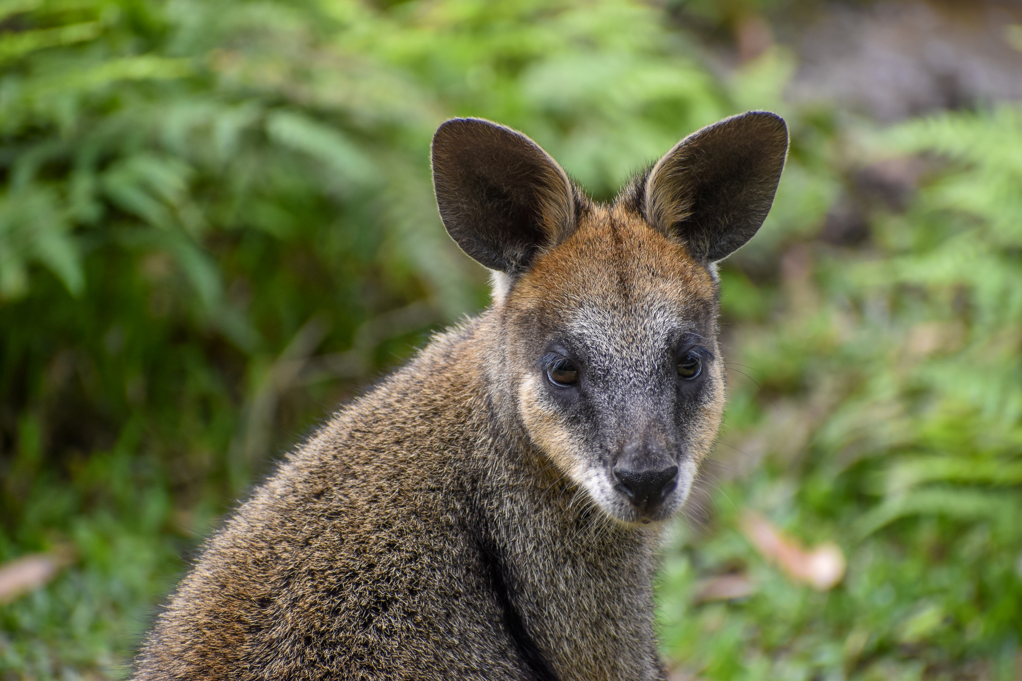 Swamp Wallaby
