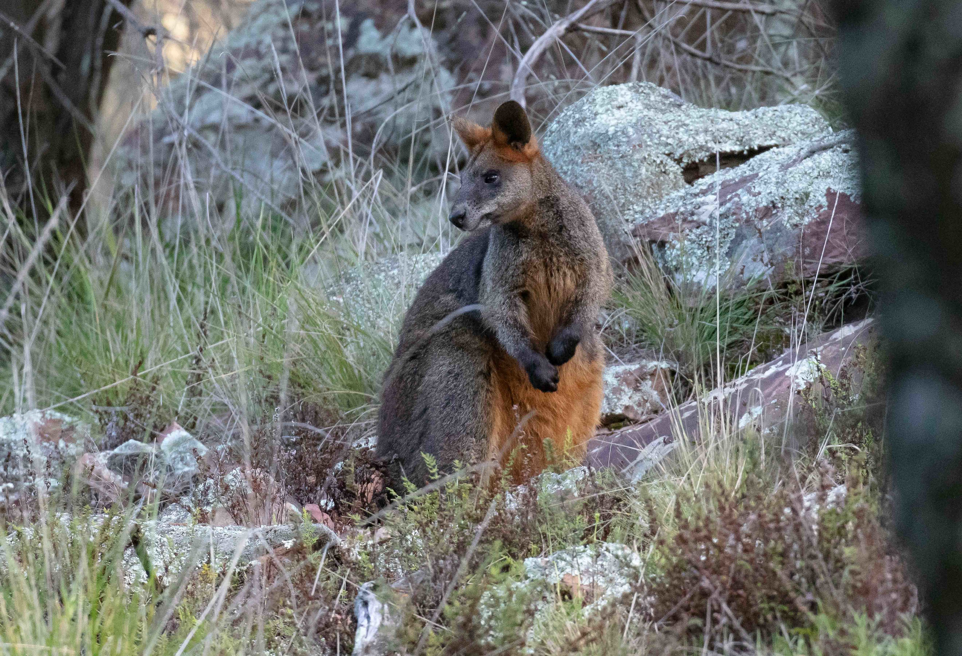 Swamp Wallaby