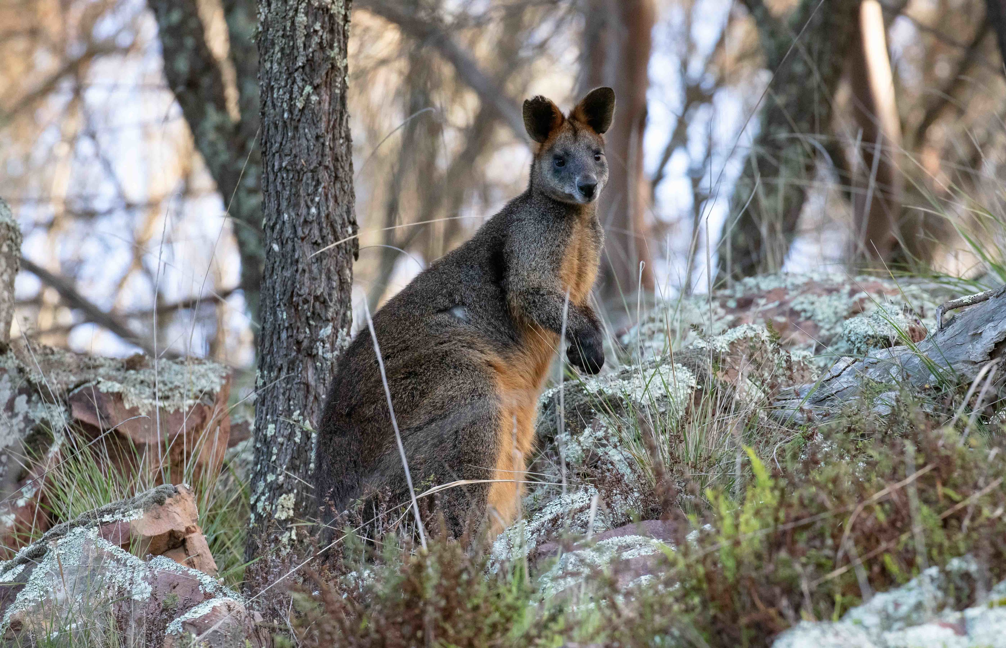 Swamp Wallaby