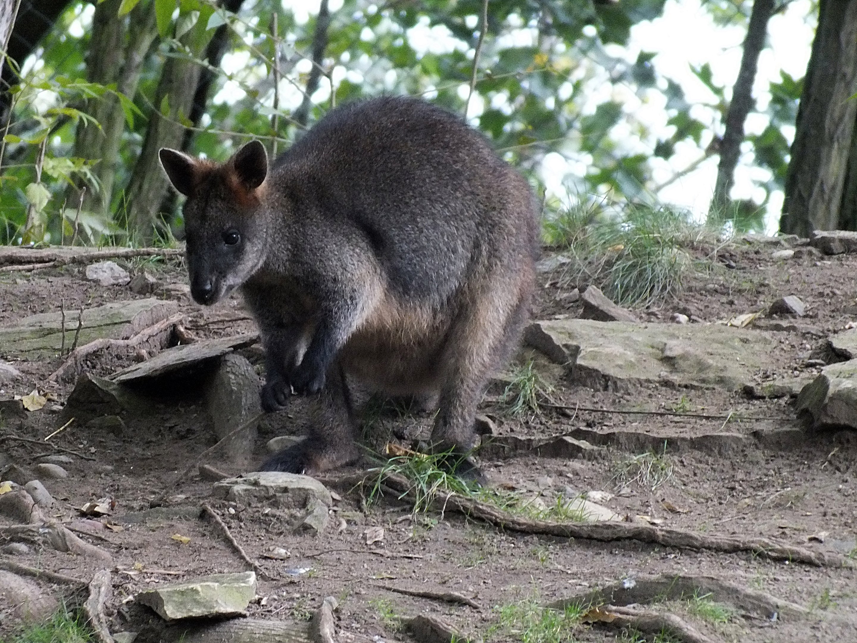Swamp wallaby
