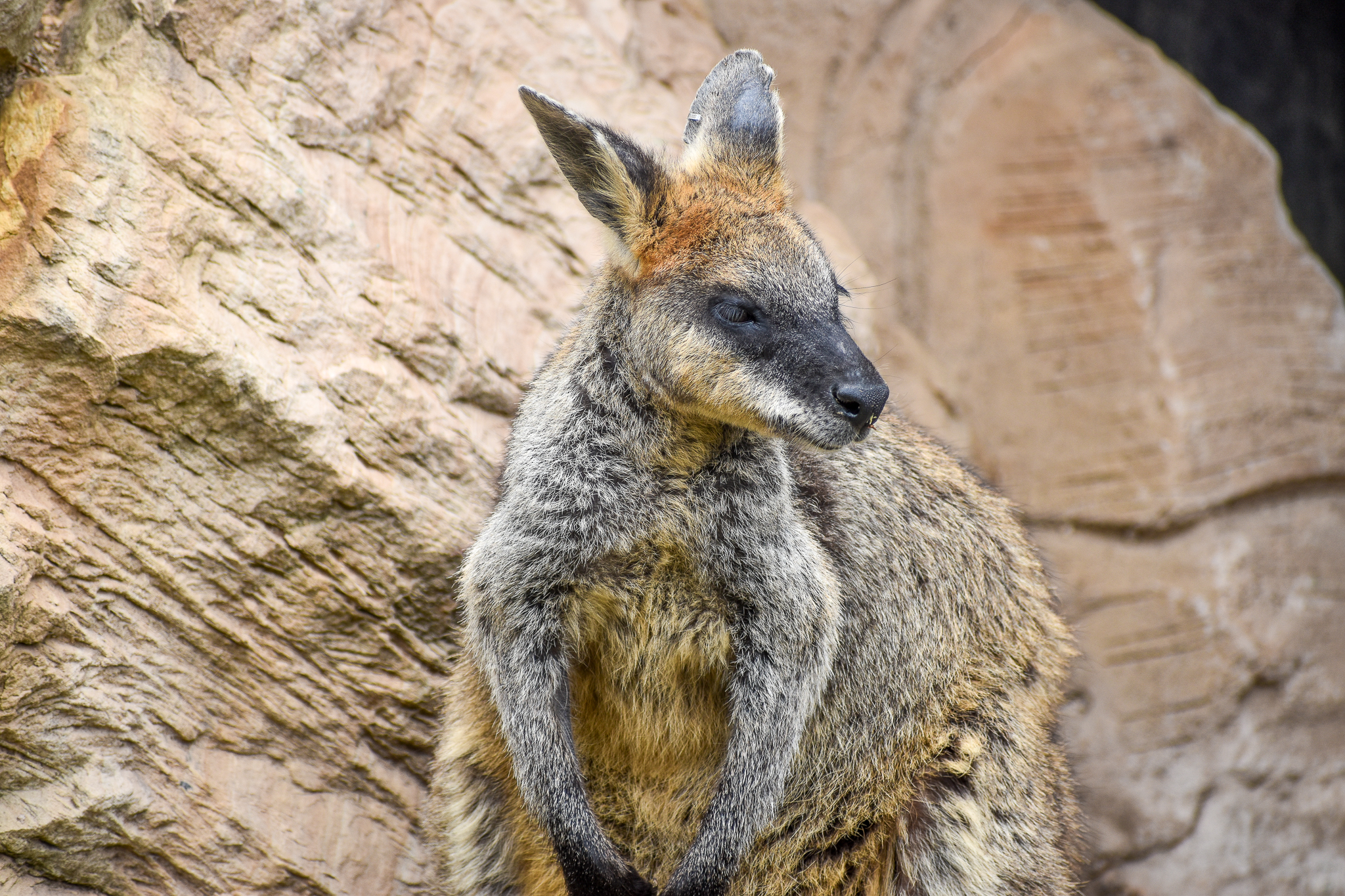 Swamp Wallaby
