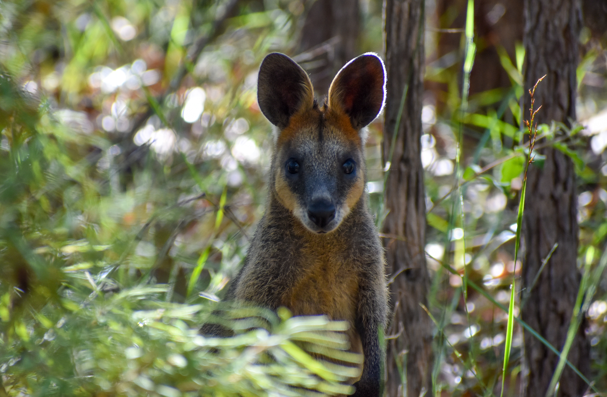 Swamp Wallaby