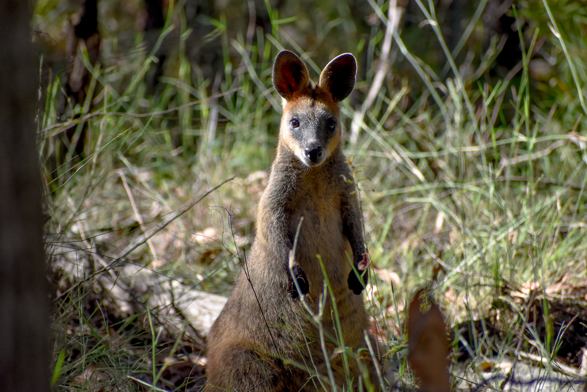 Swamp Wallaby